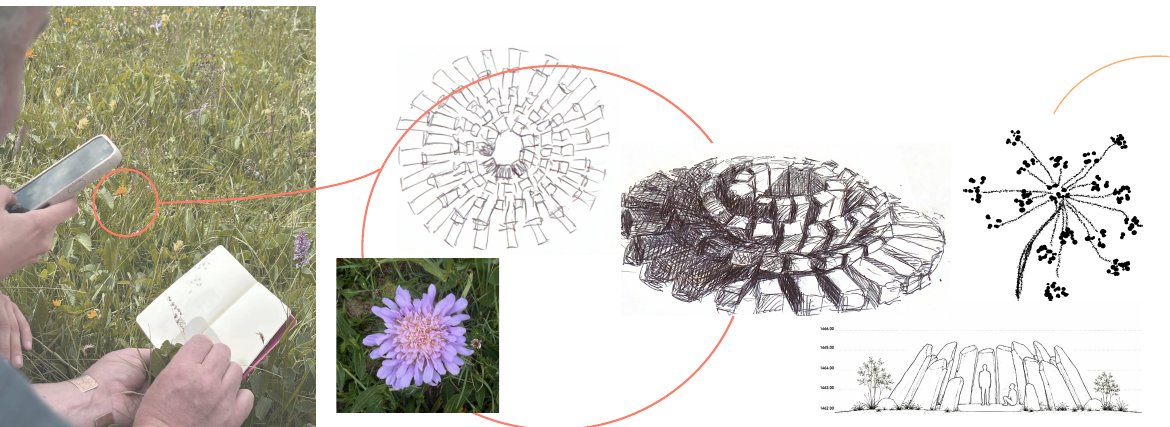 Studies of flowers and gathering in the alpine landscape